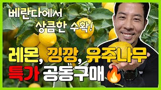 [할인이벤트] 베란다에서 상큼한 수확! 레몬, 낑깡, 유주나무 특가 공동구매!