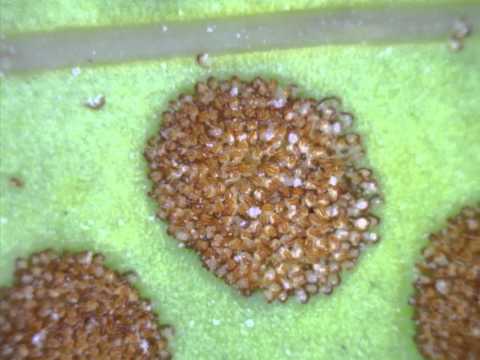 Laua'e Sporangia - Kauai Hawaii