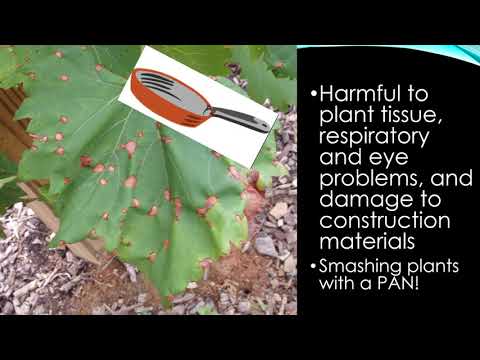 APES Unit 7 Section 2: Photochemical Smog