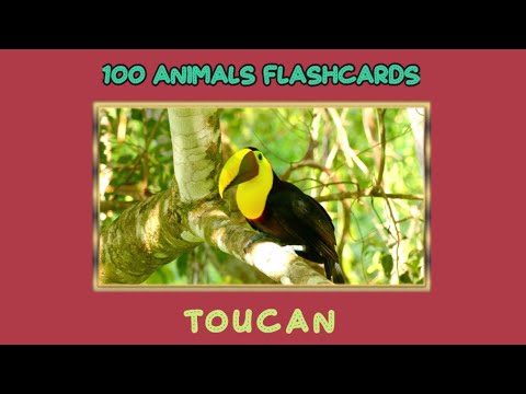 100 Animals Flashcards - Learning Animal Names and Sounds for Kids