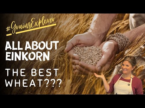 Is Einkorn REALLY the Healthiest Wheat? | Everything You Need to Know