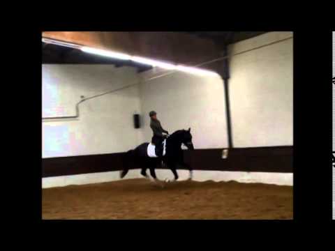 "DEEP BLUE" Rapphengst v. Decurio (Desperados) - San Remo  -FOR SALE-