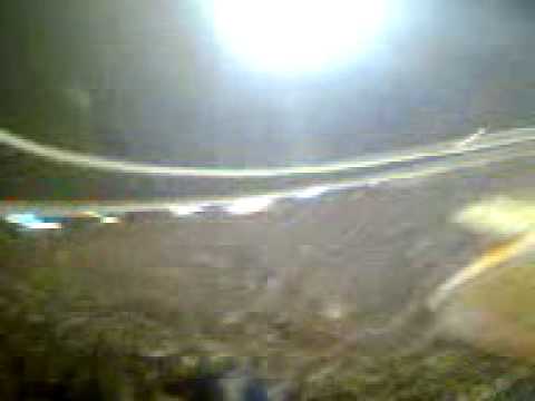 Crvena Zvezda-Partizan 137.derbi .