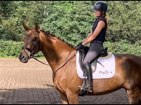 RANIA 6J. v. Rock for Me - Sir Donnerhall I VB 20.000,- Euro