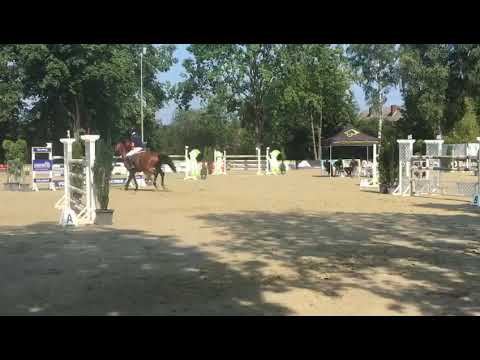 8 years gelding A‘lee spring Power x Phantom