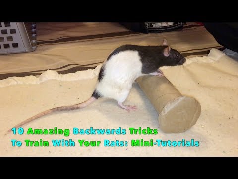 10 Amazing Backwards Tricks To Train With Your Rat(s): Mini-Tutorials