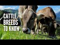 Types Of Cows 20 Different Cow Breeds You Should Know