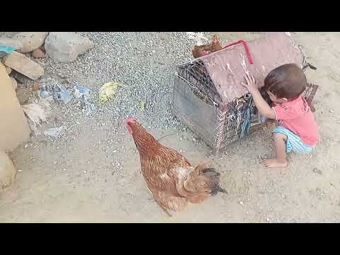 🐓🐓 The Bigguest Rooster Compilation -Crowing rooster of more than 40 heritage chicken breeds! crow