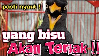 Download lagu Pancingan dan masteran jalak kebo‼️yang bisu bakal berteriak dengar suara masteran jalak ini mp3