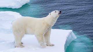 POLAR BEAR ENCOUNTER! - Arctic Day 10