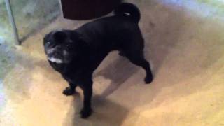 Dudley's infamous bark/howl/battle cry