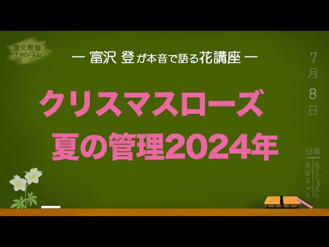 ヘレボルスのメンテナンス: この崇高な花の世話をするにはどうすればよいですか?  庭園