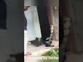 14 Feet King Cobra Fun Village Vlogger Funvillagevlogger Shorts Youtubeshorts Funnyvideo