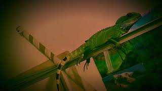 Home (featuring The Western Lands by Gravenhurst)