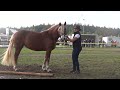 26 Mia SchwK Stute Von Victor X Munja V Donnergroll Rossfest 2022 St Märgen Am 11 09 2022