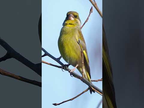 Bird Sounds - Greenfinch Calling Softly #shorts