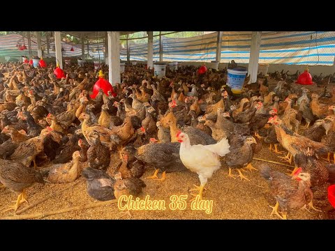 , title : 'Spread more rice husks, expand chicken fins, vaccinate chickens against coccidiosis'