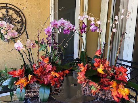 Phalaenopsis Orchid Arrangement Update, How to save your Orchids