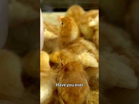Broiler Chicken Farming broilerchicken poultryfarming chicken poultrymanagement