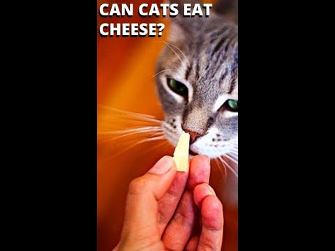 Can Cats Eat Cheese #Shorts