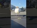 I M Gullin It Seagull Smashes Glass For A McDonald S Fry Seagull McDonalds Funnyanimals