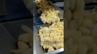 Download lagu The Origin of Colorful Chickens mp3