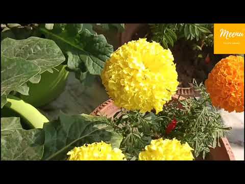 Flowers in my balcony | meenu savita arora | zerbera flowers | marigold flowers |