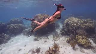 Explore the ocean with swimming fishes - Esplora l'oceano con pesci che nuotano.
