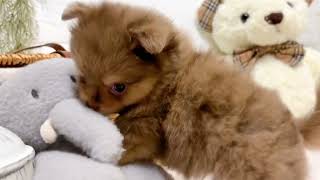 ハーフ犬の動画02
