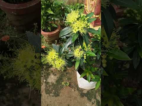 Pratima home garden #youtubeshorts #ytshorts #garden #love #flower #home #gardening