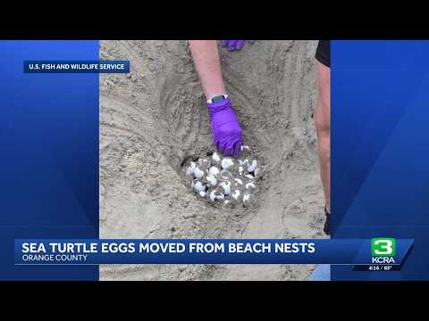 Sea turtle eggs moved from Southern California beaches to ...