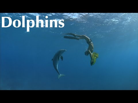 Dolphins (2000) Official Trailer