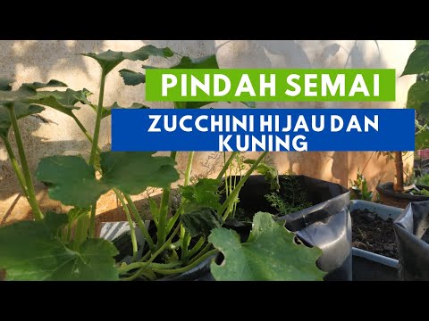 , title : 'Pindah Semai Zucchini Hijau dan Kuning | menanam zucchini'