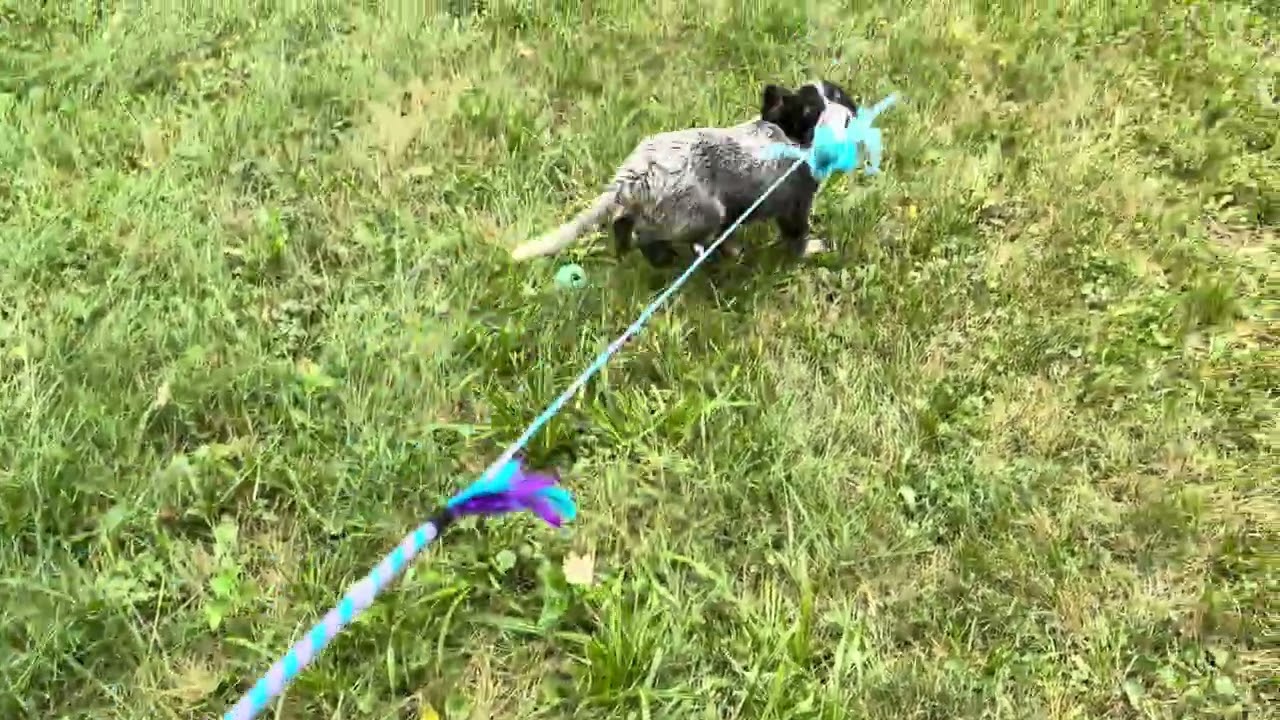 Enlarge Lightning, a ADOPTABLE mixed breed in Aurora, IL video 6/6
