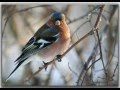 Голоса птиц-Зяблик ( Fringilla coelebs) 