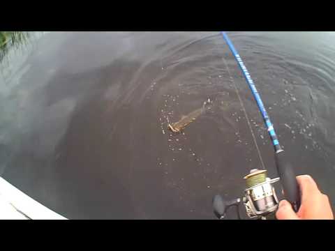 atak szczupaka !!! szczupak potrafi wystraszyc  !