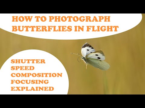 SO FOTOGRAFIEREN SIE SCHMETTERLINGE IM FLUG
