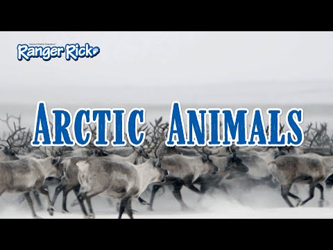 How do Arctic Animals survive in cold weather?