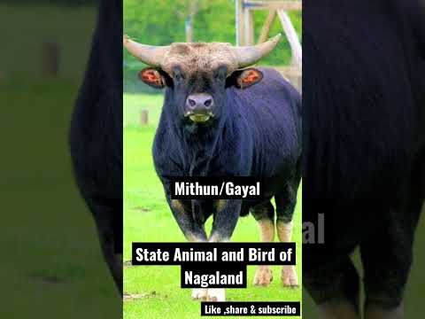 State Animal and Bird of Nagaland/Tragopan/mithun/Gayal