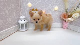 ハーフ犬の動画01