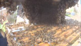 First Bees Swarm 2015
