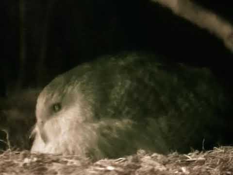Kakapo Parrot 'BOOMING' Mating Call New Zealand (HEAVIEST PARROT IN THE WORLD)