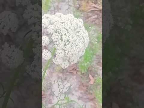 naseeba bhi kya rang laya #shorts #youtubeshorts #shortsfeed  please sport me 🙏🙏