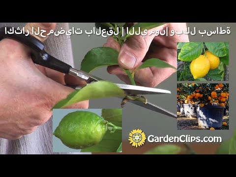 , title : 'اكثار الحمضيات بالعقل | الليمون | وبكل بساطة  | How to Grow Lime Trees (Arabic version)'
