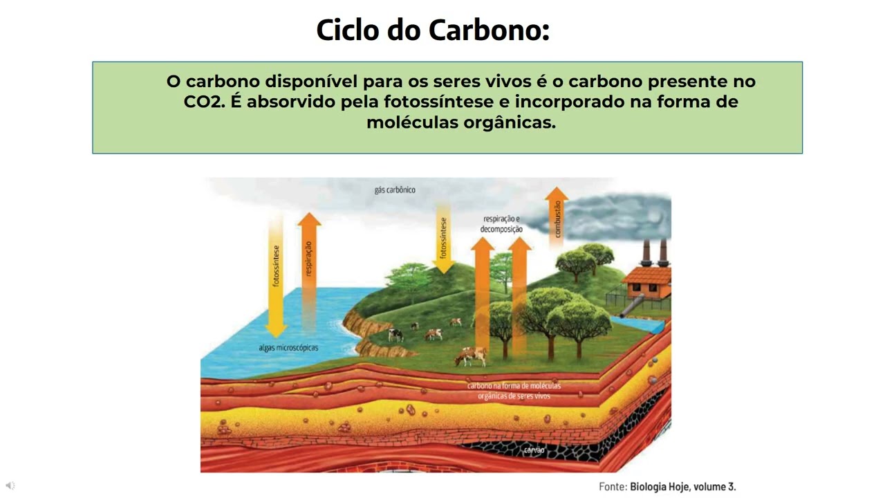Fluxo de energia nos ecossistemas