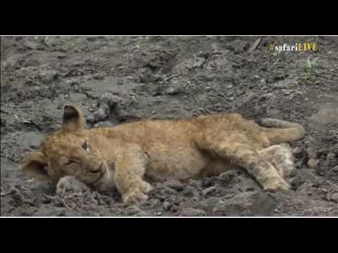 SouthAfricaDjAraCpAMSafariLIVE 14 Nov 2016 Injured Nkuhuma cub part 3