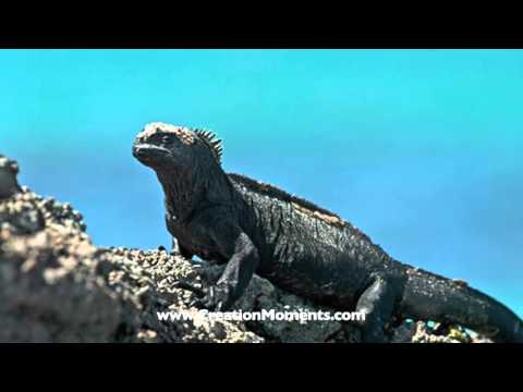 Iguanas That Grow Larger And Smaller
