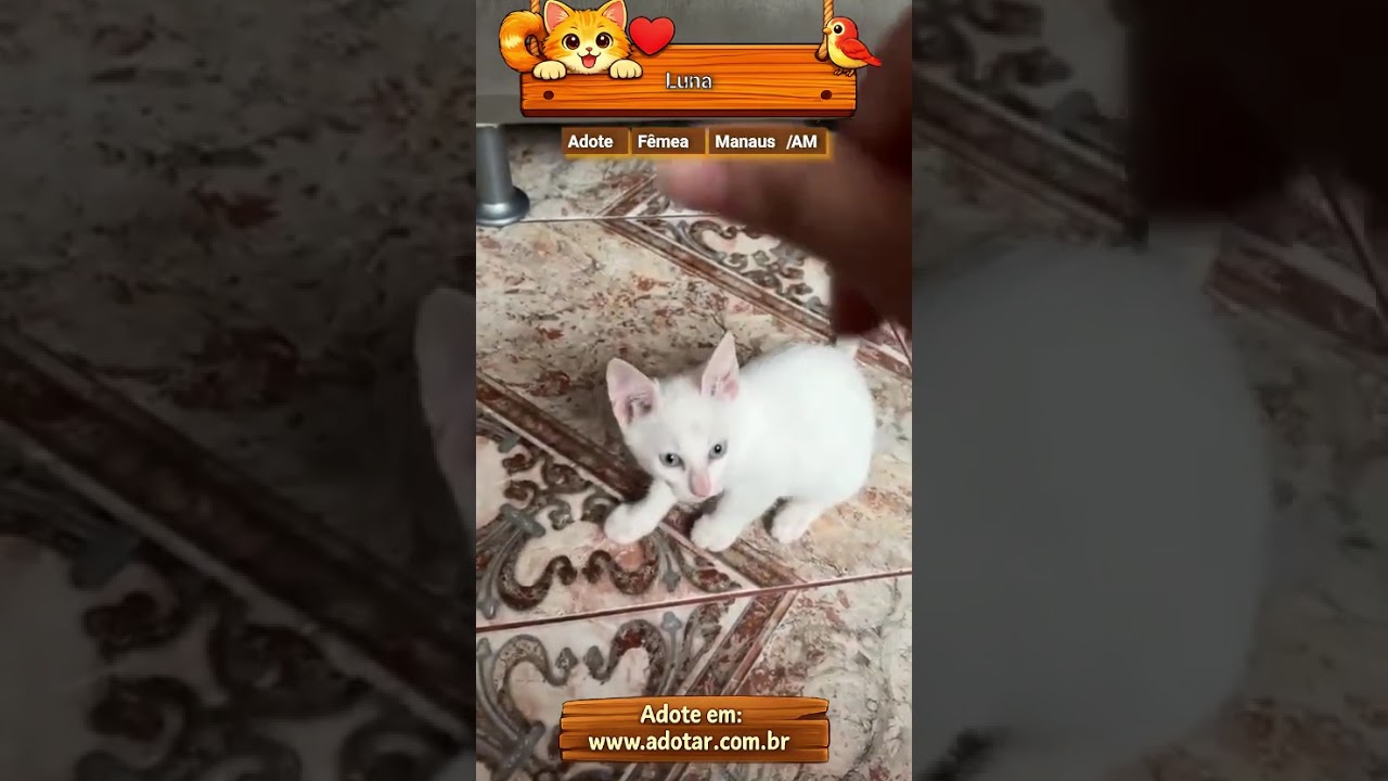 Gato raça SRD-ViraLata idade 2 a 6 meses nome Luna