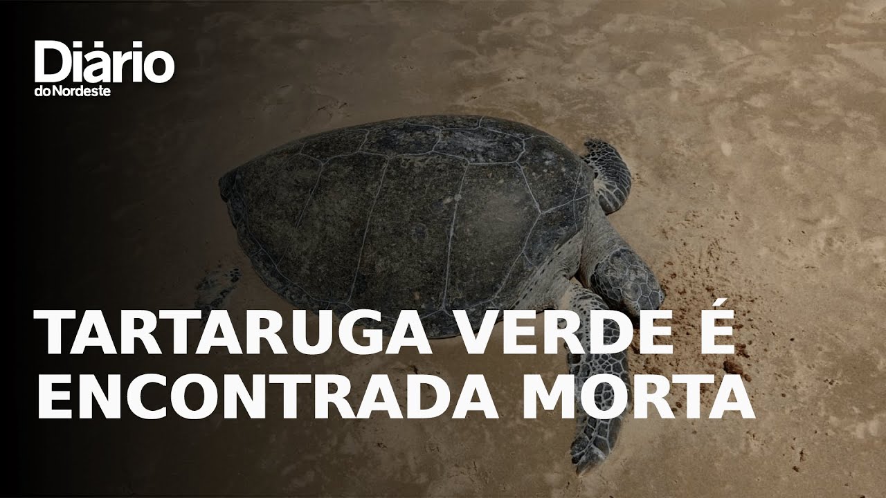 Imagem da notícia Tartaruga-verde é encontrada morta na praia da Sabiaguaba, em Fortaleza
