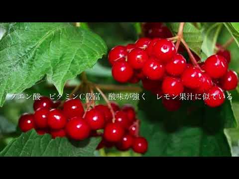 ガマズミについて詳しく解説